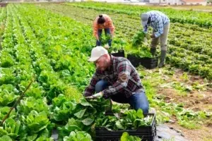 Workers Comp for Agricultural Workers, Farm Workers Picking Crops