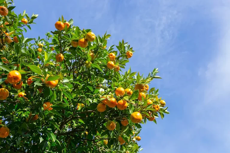 Orange tree